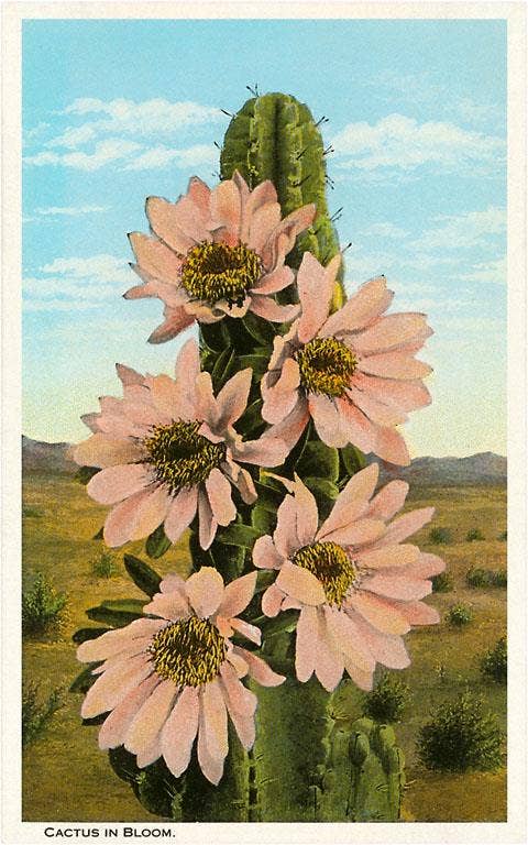 Postcard CD-48 Cactus In Bloom