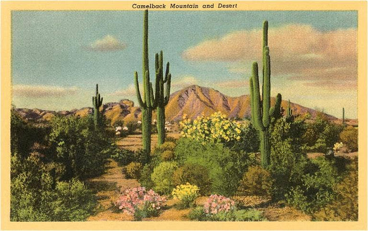 Postcard AZ-107 Camelback Mountain, Saguaros