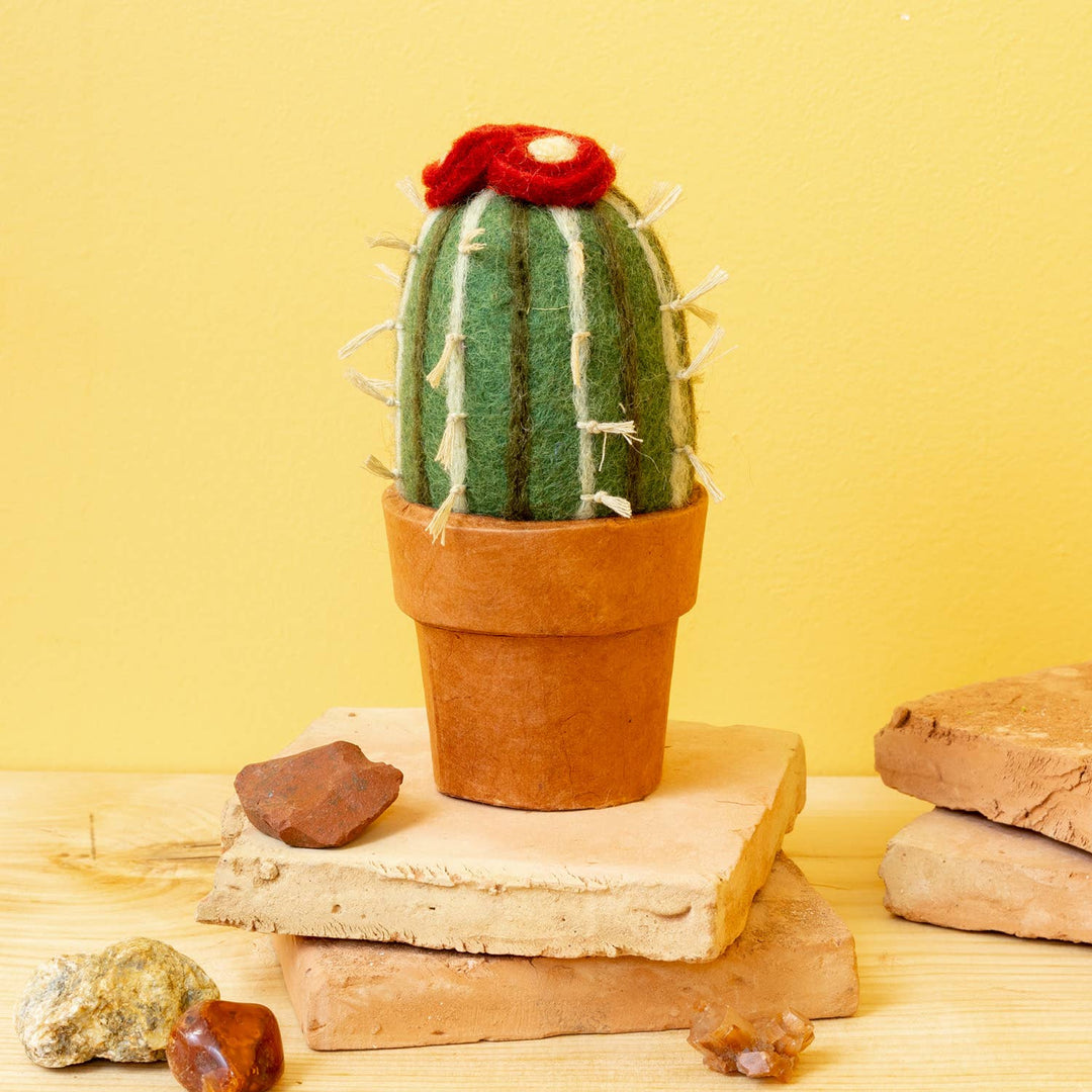 Small Barrel Cactus
