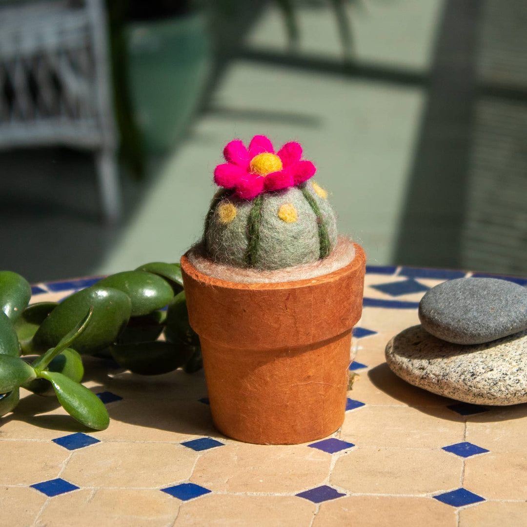 Small Peyote Cactus