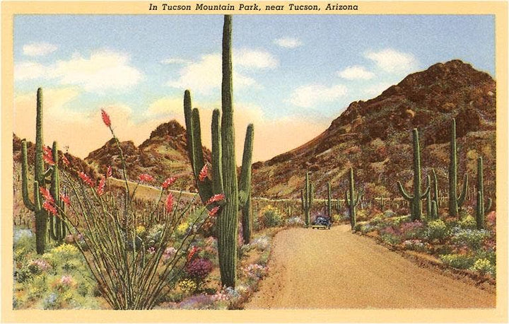 Postcard AZ-237 Saguaros and Ocotillo, Tucson