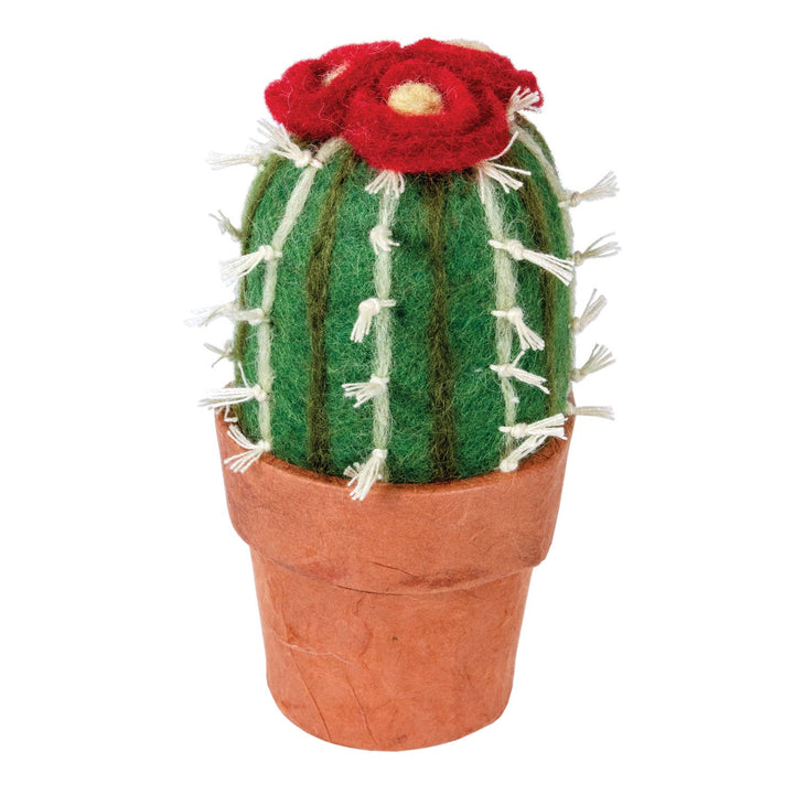 Small Barrel Cactus