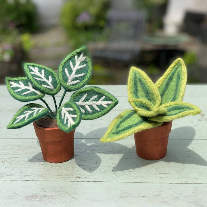 Zebra Potted Plant