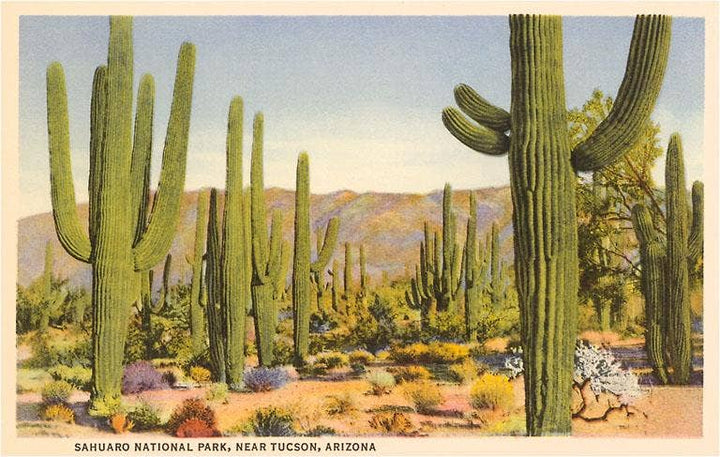 Postcard AZ-451 Saguaro National Park, Tucson