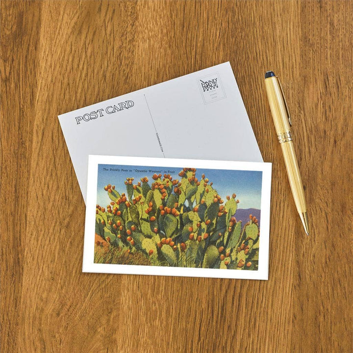 Postcard ZA-02 Prickly Pear Cactus in Fruit
