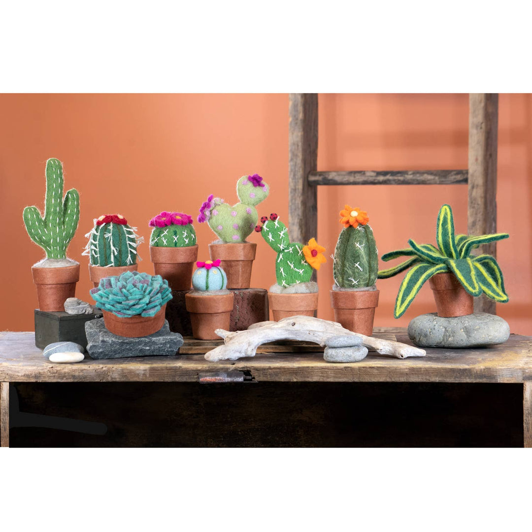 Small Peyote Cactus