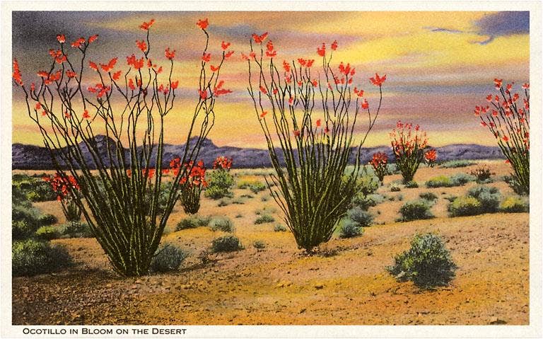 Postcard CD-31 Ocotillo Blooming in Desert