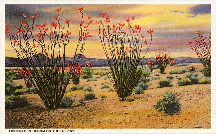 Postcard CD-31 Ocotillo Blooming in Desert