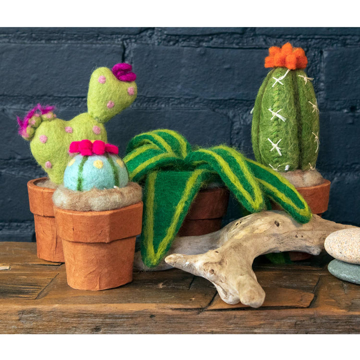 Small San Pedro Cactus