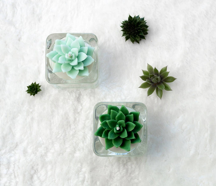 Mint Succulent Tealight Candles | Soy Blend / Bear Paw Succulent