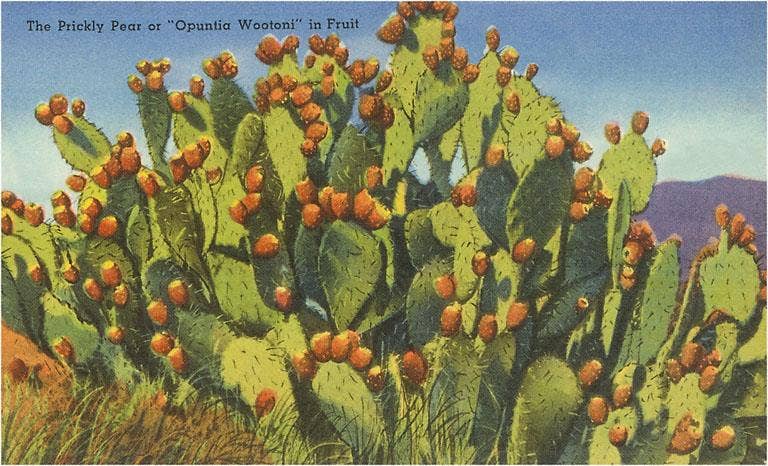 Postcard ZA-02 Prickly Pear Cactus in Fruit