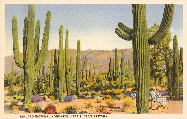 Postcard AZ-62 Saguaros