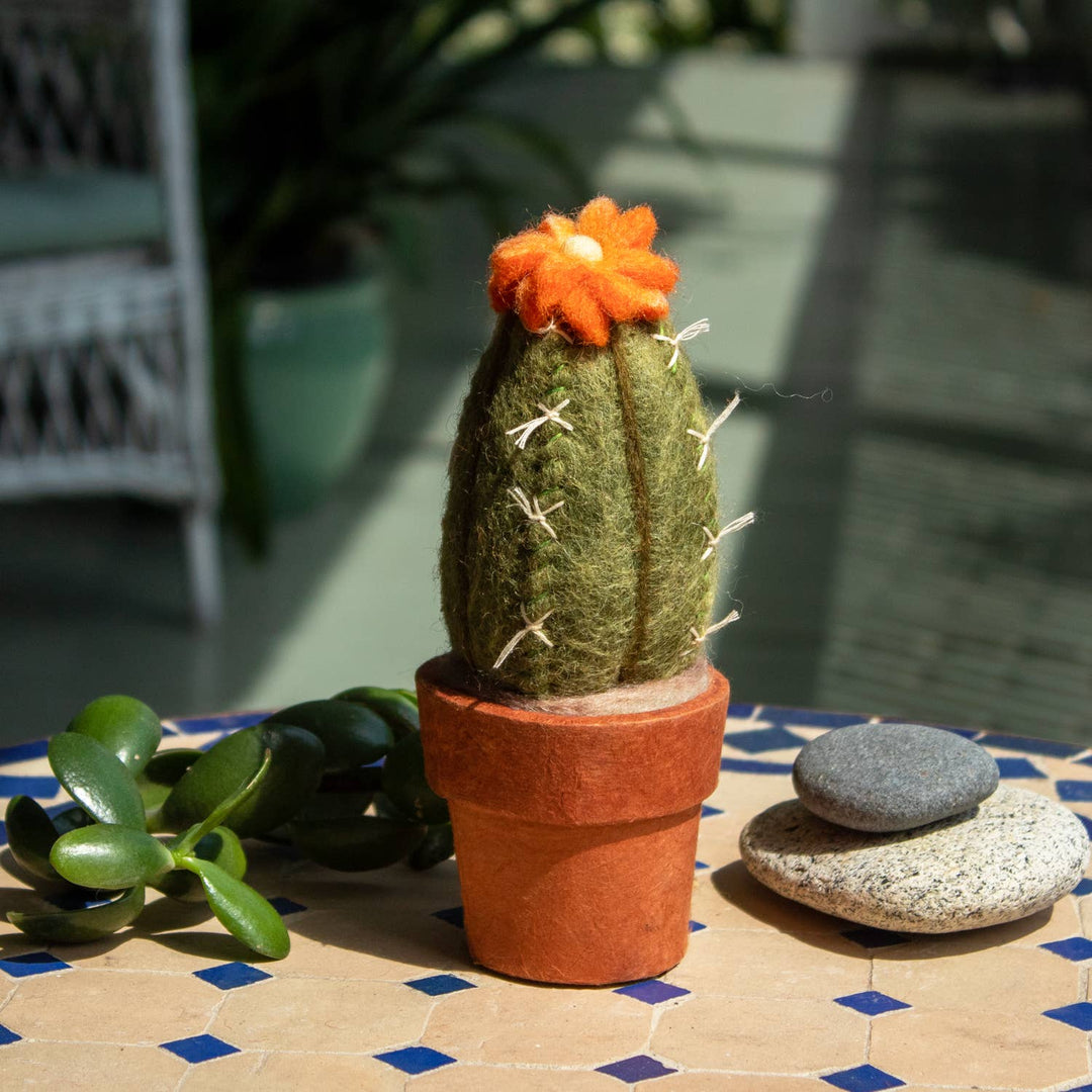 Small San Pedro Cactus