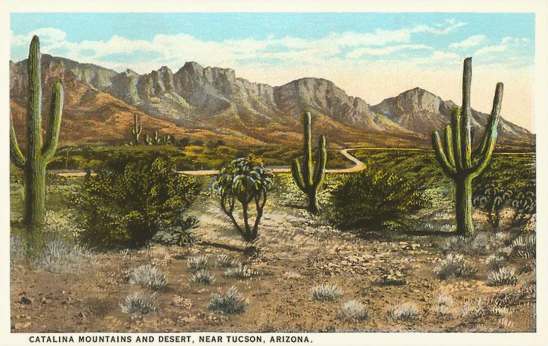 Postcard AZ-157 Catalina Mountains, Desert, Tucson
