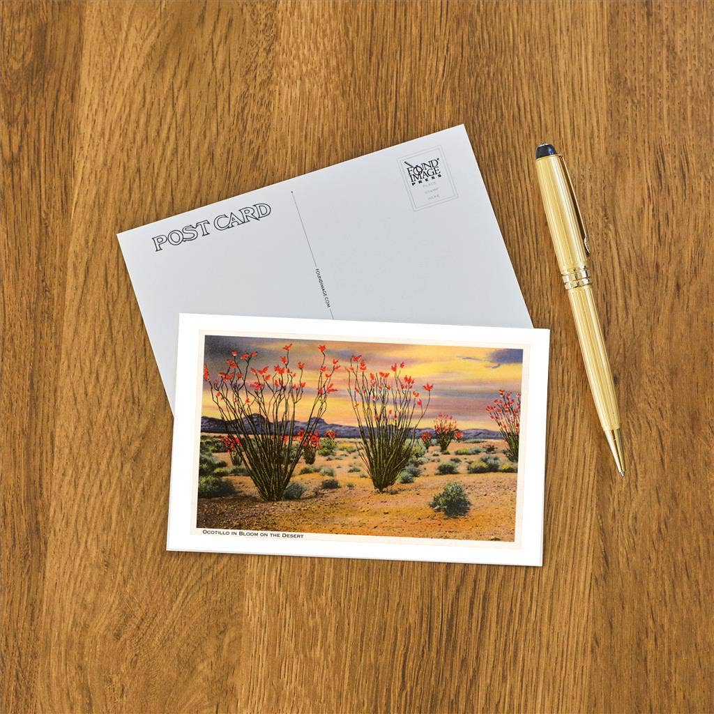 Postcard CD-31 Ocotillo Blooming in Desert