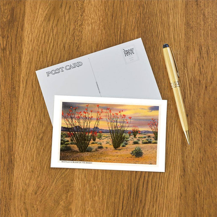Postcard CD-31 Ocotillo Blooming in Desert