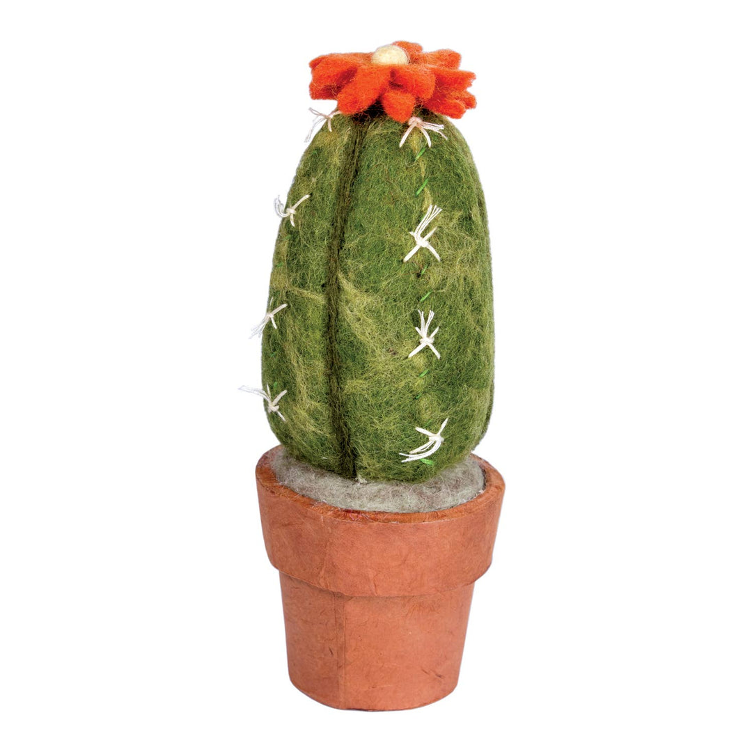 Small San Pedro Cactus