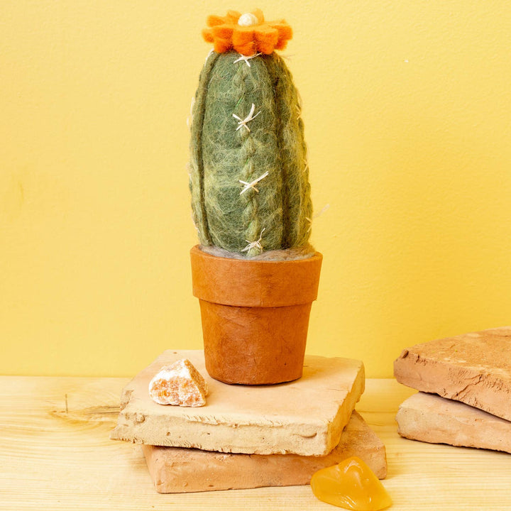 Small San Pedro Cactus