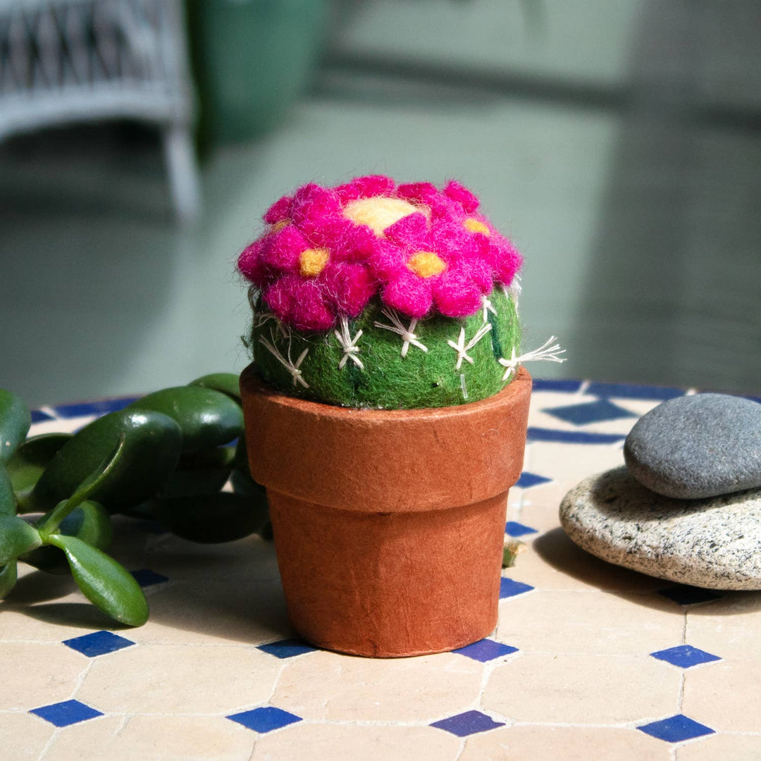 Small Pincushion Cactus