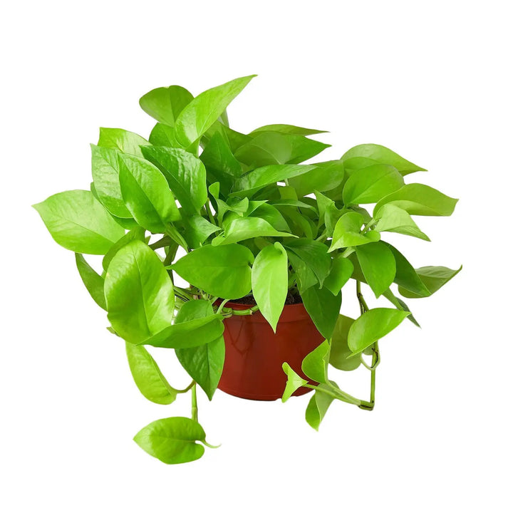 Pothos Neon 4" Pot